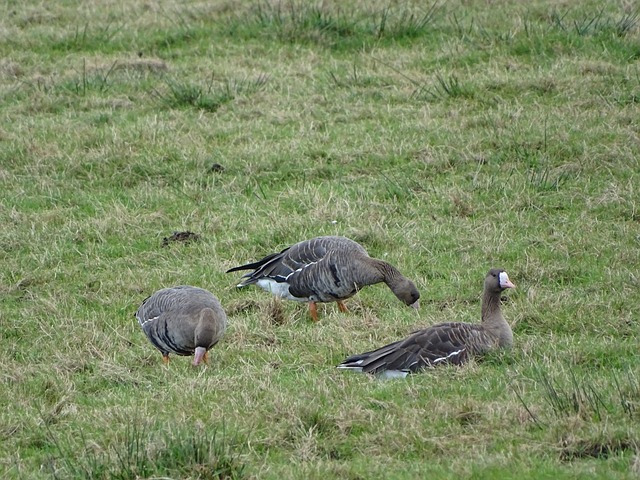 远东之星 远东之星