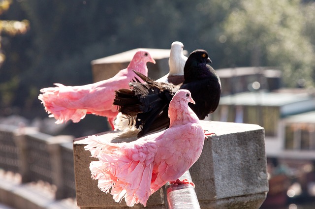 但直播画面 但直播画面